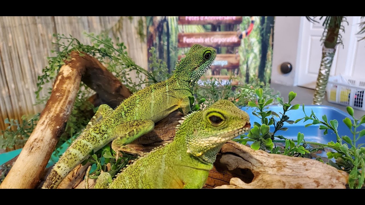 Présentation des dragons d'eau - Facebook live