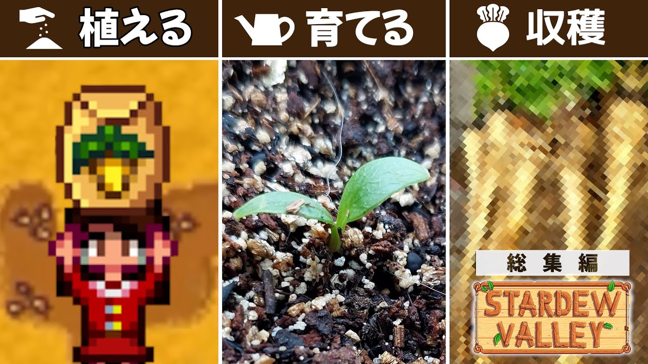 【Stardew Valley | 総集編】リアル農業・ミニゲームのやり込みもするスターデューバレーゆっくり実況【おまけ付き】