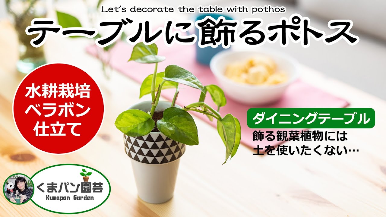 ポトスを水耕やベラボンでキレイに飾りたい♪【くまパン園芸】