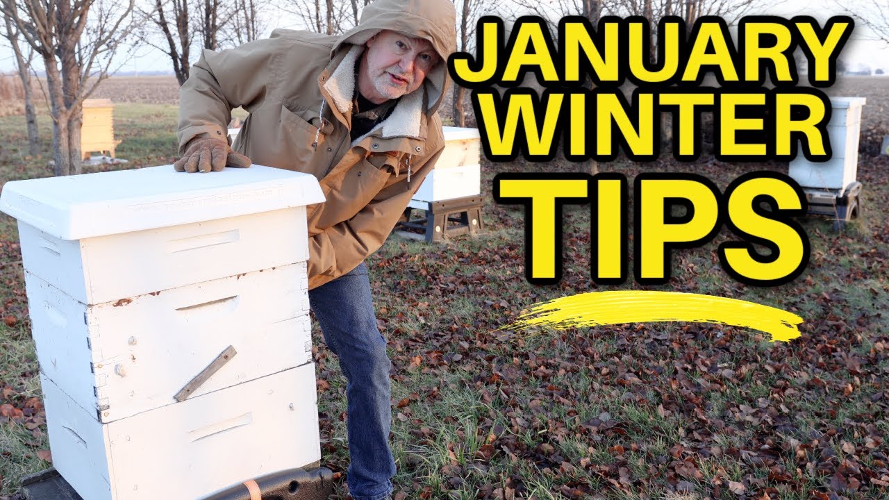 Beekeeping Tips For January: Navigating Winter Challenges