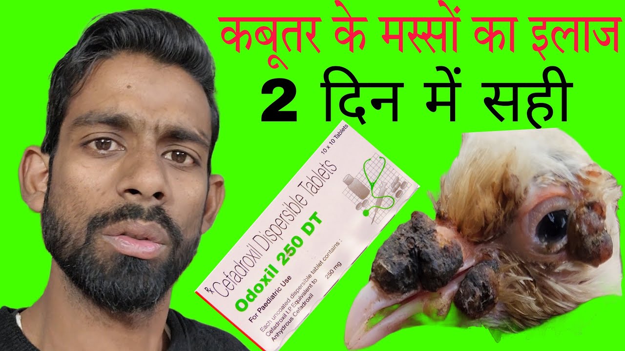 कबूतर के मस्सों (पॉक्स) का इलाज। Pigeon pox treatment. कबूतर के फुंसी दानों पॉक्स का इलाज।