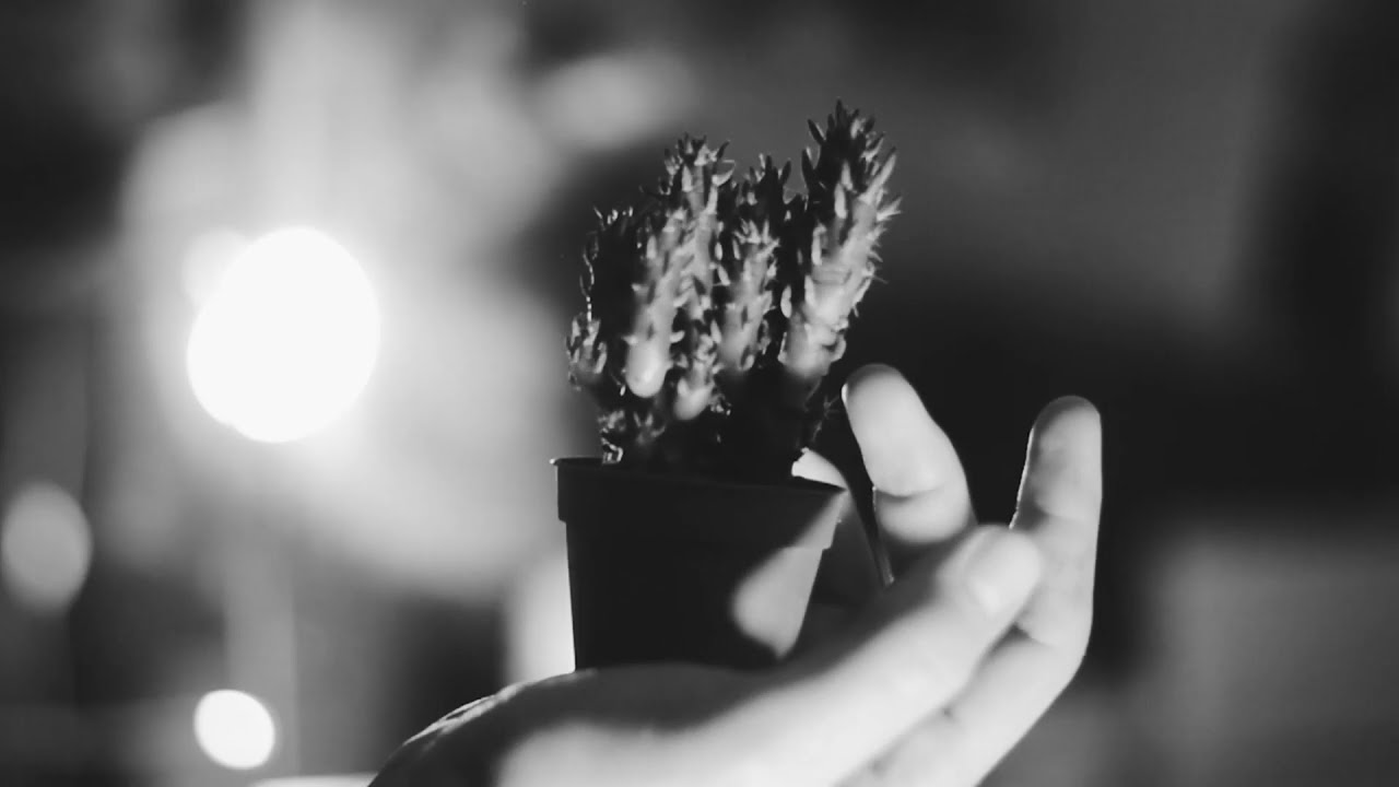 Radura - Araucaria