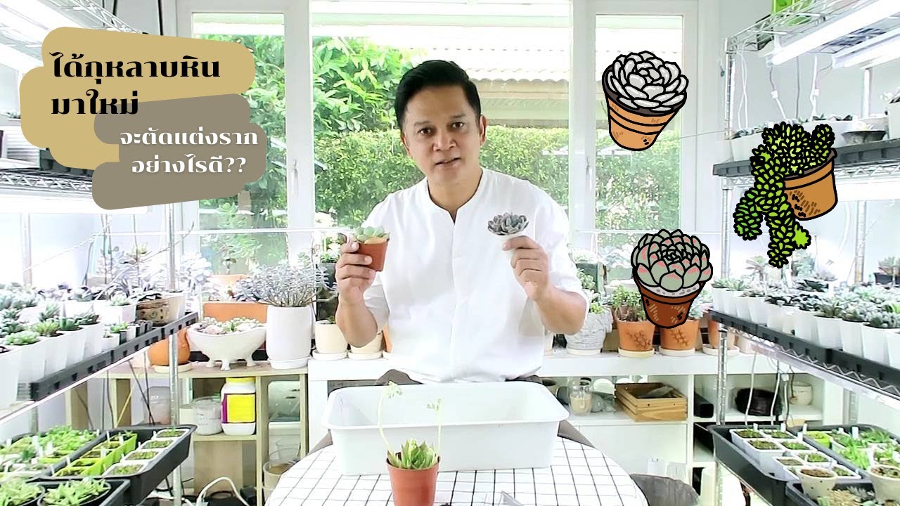 ได้กุหลาบหินมาใหม่ จะตัดแต่งรากอย่างไร?? | Ron the Giver Succulents