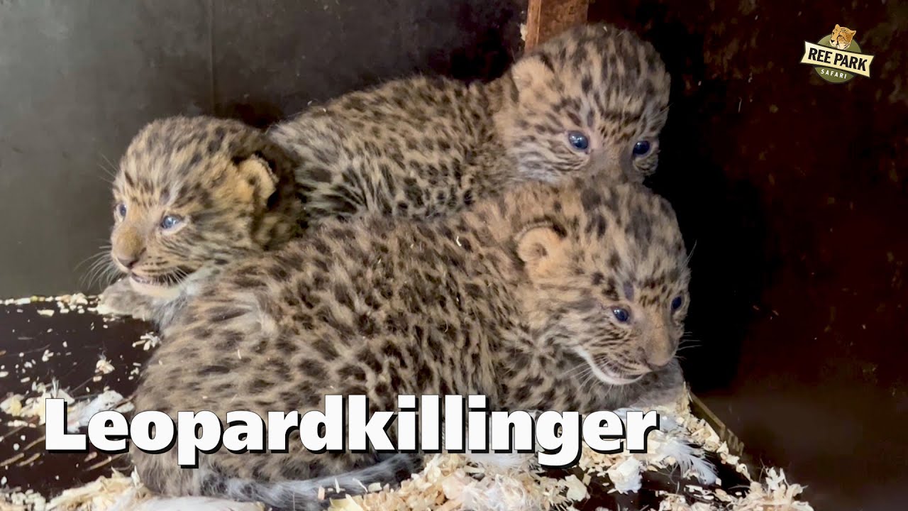Nordkinesisk leopard har født tre killinger