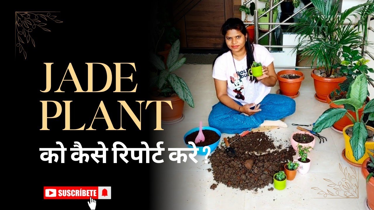 जेड प्लांट को कैसे रिपोर्ट करे ?#gardeningideas#gardeningtips#jade plant Reporting#crasula ovata