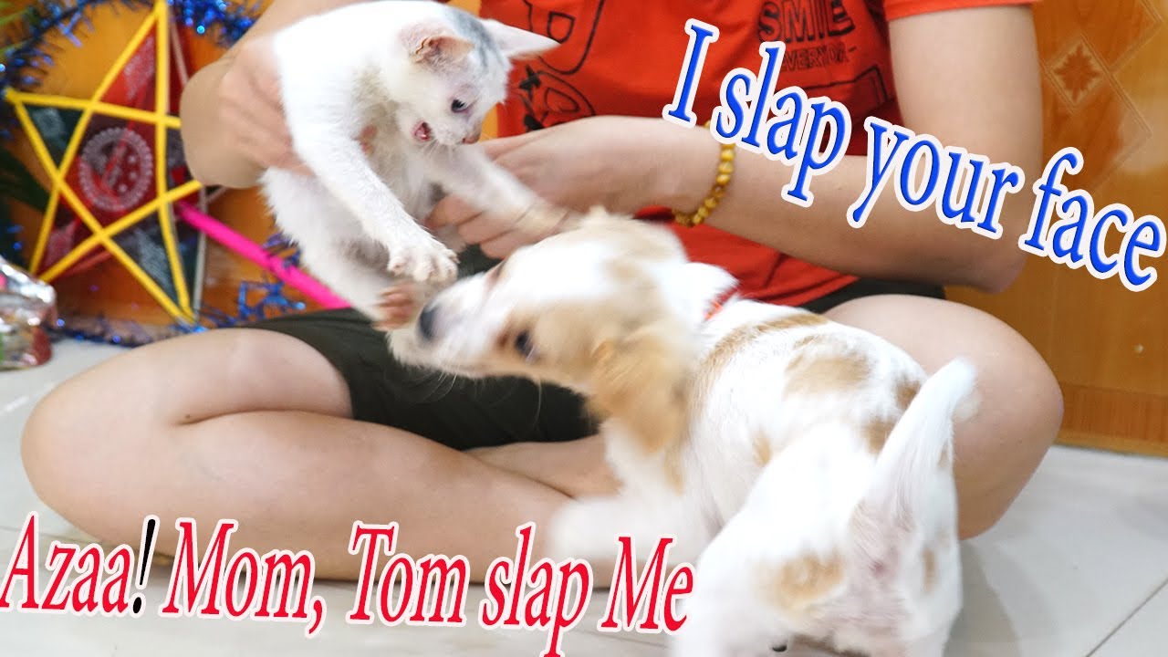 Funniest Cats and Dogs | Kem Dog Is Jealous Because The Mother CuddleTom Cat And The End