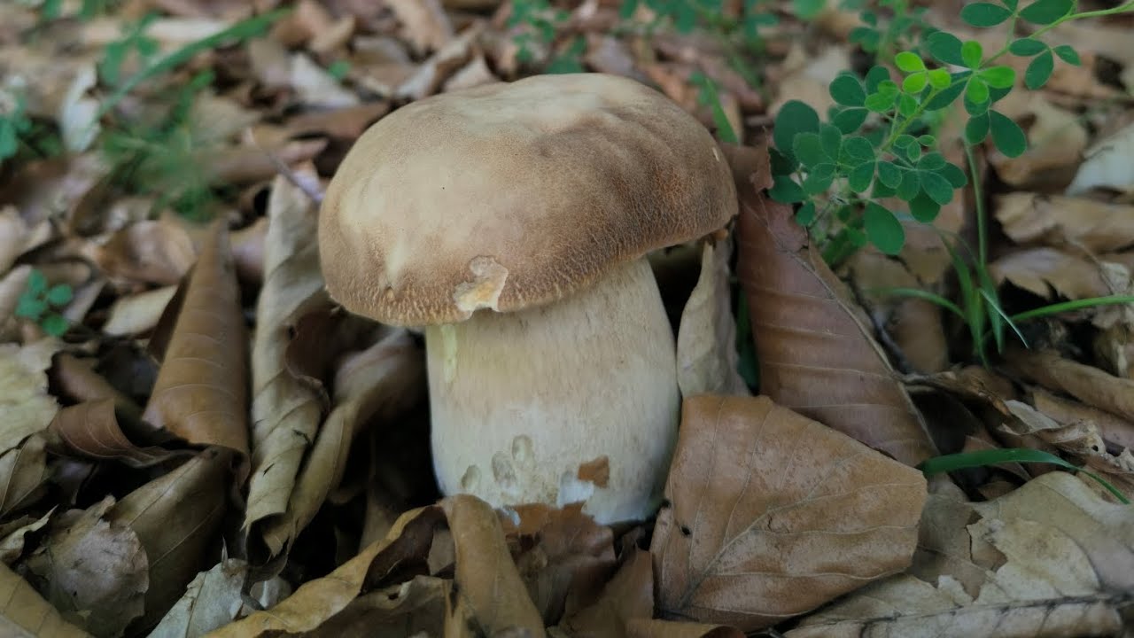 🍄‍🟫🍄Buttata di Porcini & Galletti (07/08/2025) [Austria-Carinzia] 🍄‍🟫🌲❤️🌞