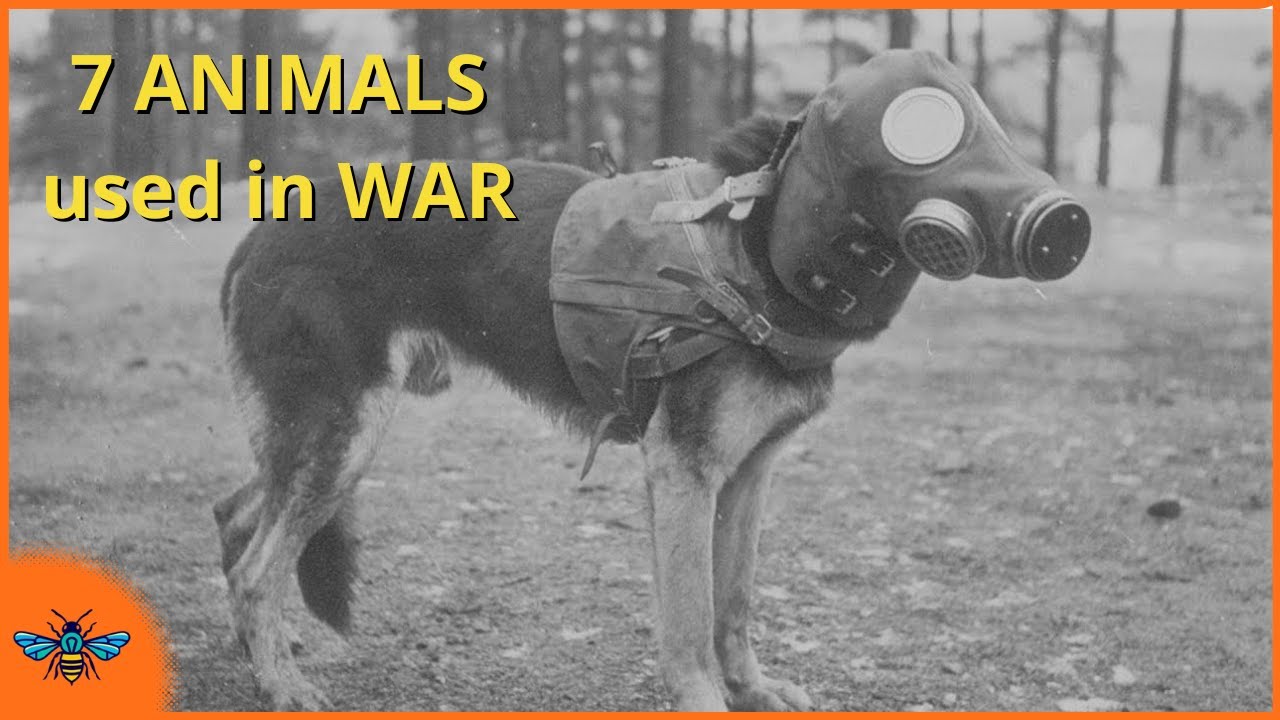 7 Ways Animals Were Used in WAR