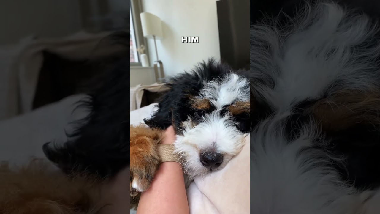 The cutest floof 🥰🐾 