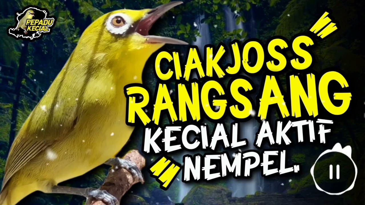 Ciak Joss Kecial Kuning Terbukti Ampuh RANGSANG Kecial Bikin Aktif NEMPEL‼️| PEPADU KECIAL