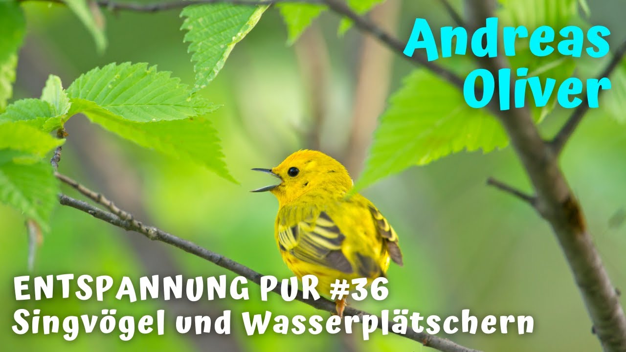 Vogelgezwitscher und pl&auml;tscherndes Wasser - Singv&ouml;gel und Wasserger&auml;usche zur Entspannung / Erholung