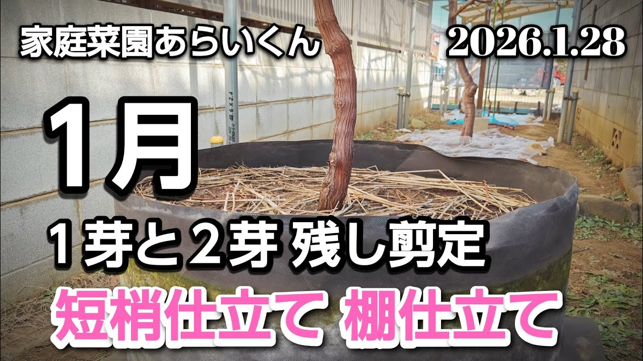 【シャインマスカット、黒系ぶどう】第１９５回、令和８年度本剪定【前編】