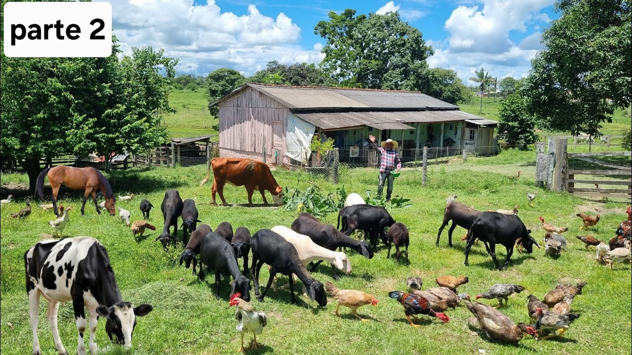 O Rancho onde seu Źé mora parece um paraíso, Tem de tudo,porco,galinhas,carneiros cavalo,vacas etc.