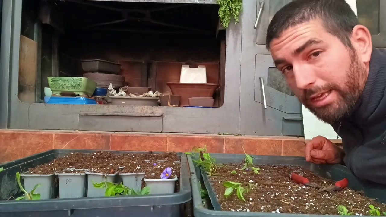 Hacemos Casi 300 Esquejes de Lycianthes rantonnetii para BONSAI
