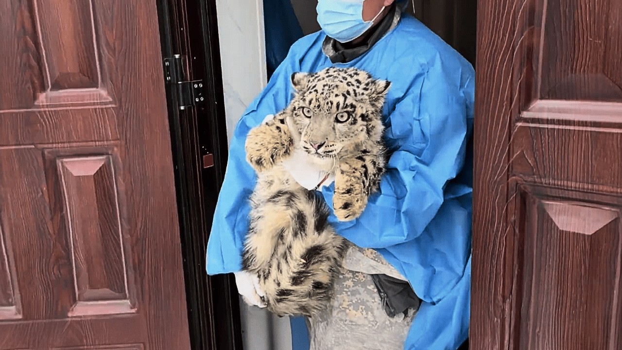 Снежный барс &laquo;Ling Xiaozhe&raquo;: 112 дней восстановления, происхождение имени и организация спасения.