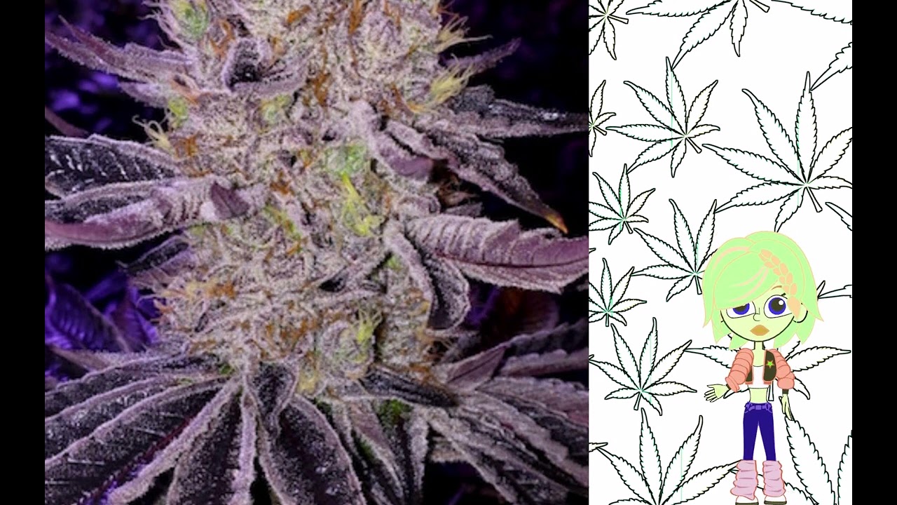 Ethos Apex   Ethos Genetics