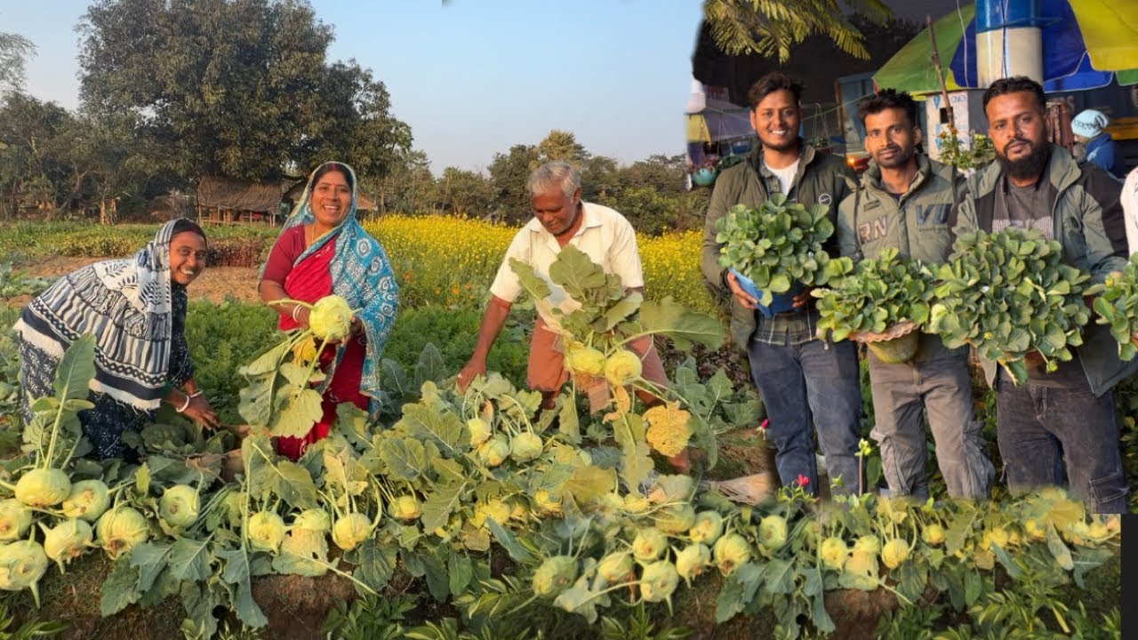 সবাই মিলে শীতের বিকেলে আনন্দ করে সবজি তোলার পর বাজার থেকে স্ট্রবেরি গাছ আনা।
