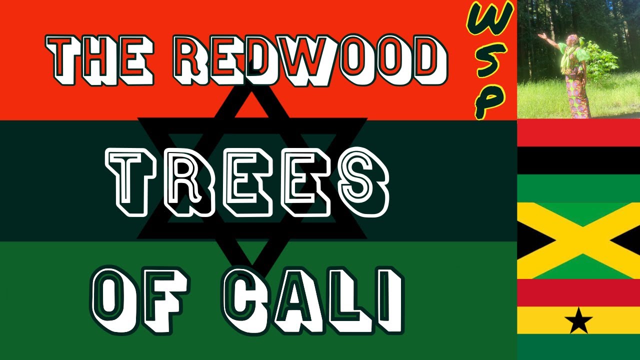Redwood National Park - The Tallest Trees in the World l Goat Global Dispensary l 4K