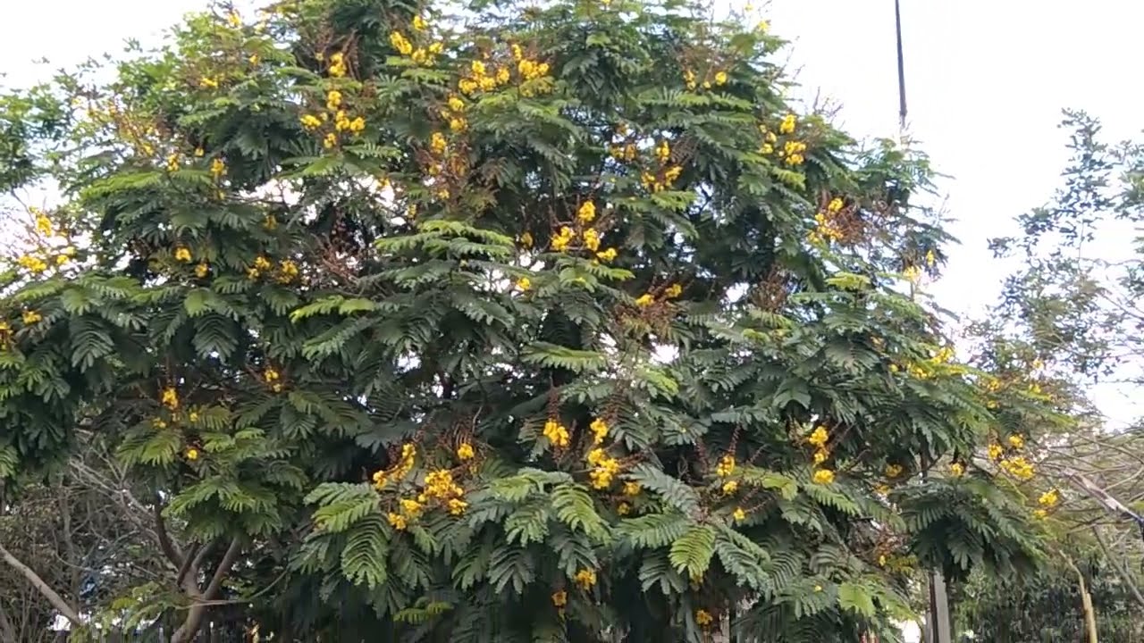 Yellow flame | Copperpod tree