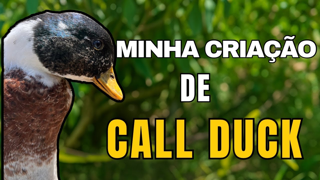 MINHA CRIAÇÃO DE MARRECOS COOL / CALL DUCK / @sitio_do_rb