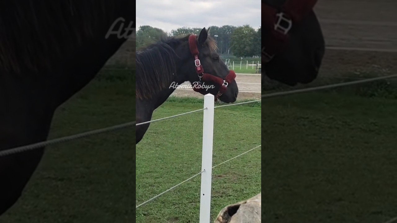 #horse