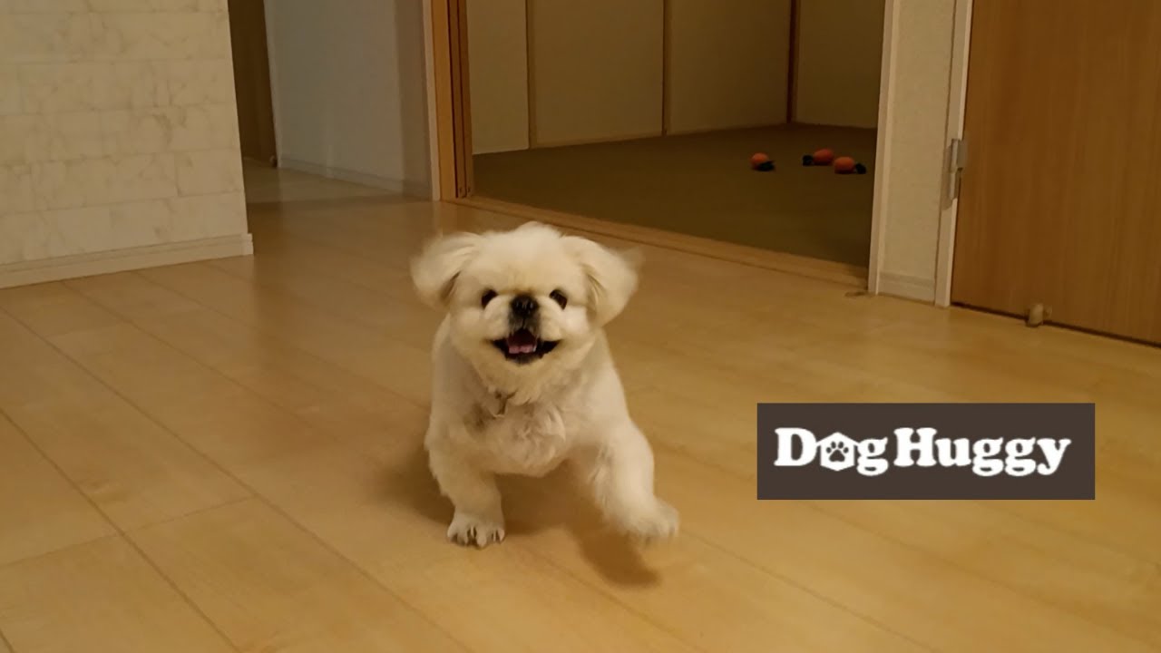 ペキニーズのしゅうちゃん【DogHuggy お預かり動画‎´•ﻌ•`🐾】