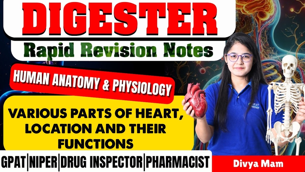 D-172 | Various parts of heart, Location & Their Functions- HAP | Rapid revision note