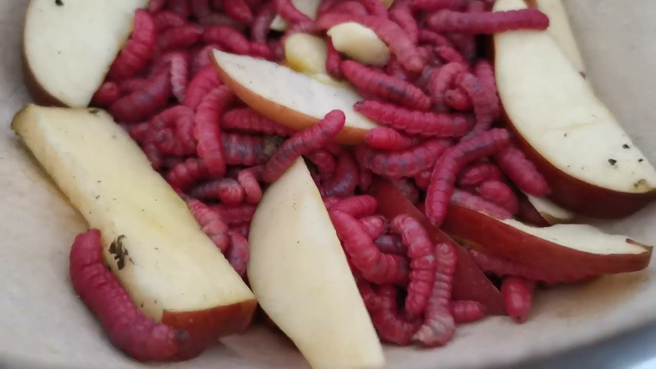 Gusano rojo de maguey o chinicuilt vivo criollo de oaxaca no criadero