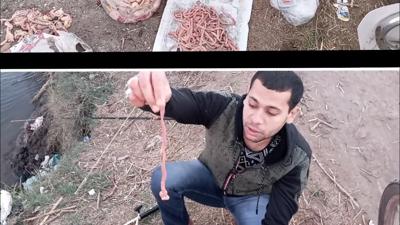 طريقه تطعيم المصران