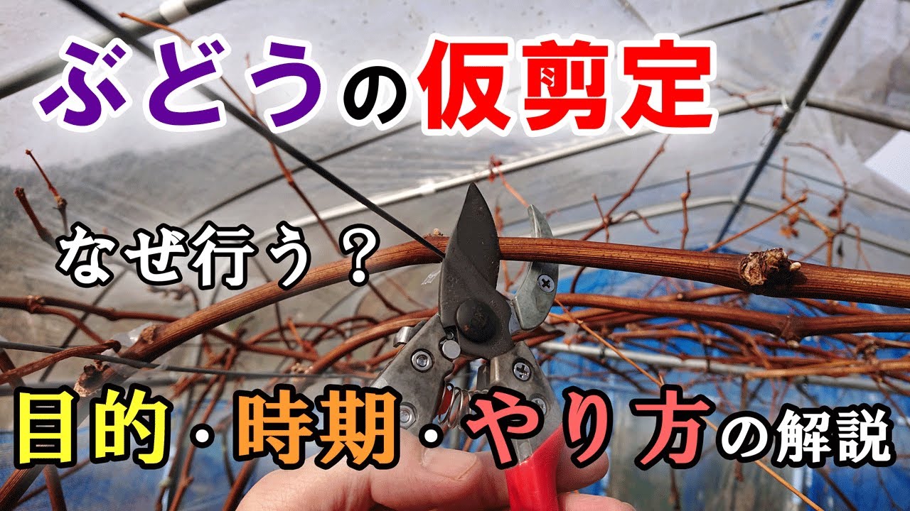 ぶどうの仮剪定　目的・時期・やり方について
