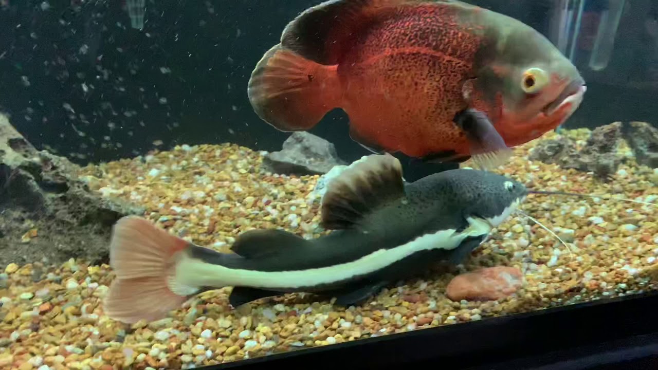 OSCAR FEEDING PLUS REDTAIL CATFISH