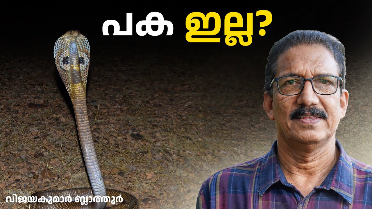 മൂർഖൻ ആളൊരു മൂർഖനല്ല Cobra #facts Indian Cobra , Naja naja നാഗം, നാഗമാണിക്യം,  #malayalam #wildlife