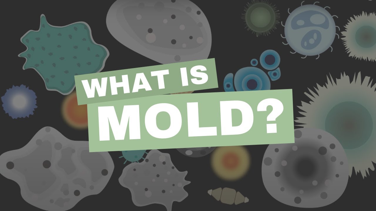 What is Mold?