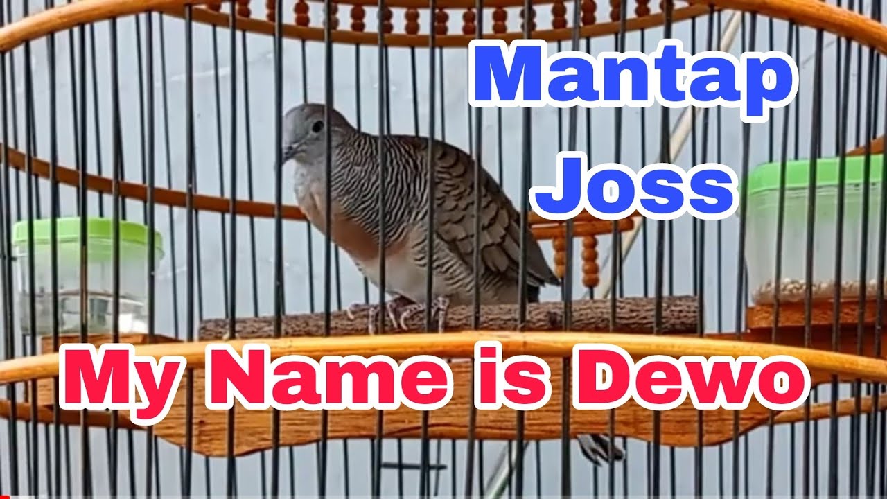 Suara perkutut crossing manggung || Perkutut crossing suara besar || Pancingan perkutut lain #35