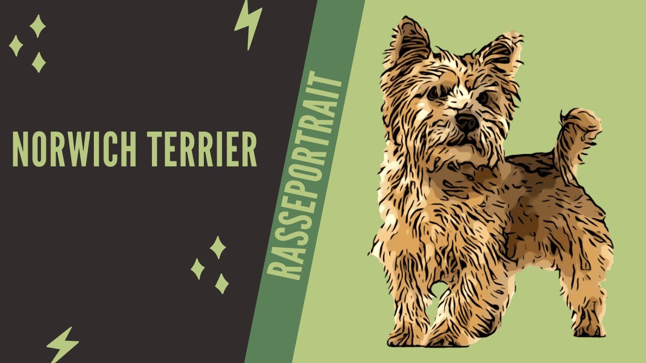 Norwich Terrier  -  Video Rasseportrait