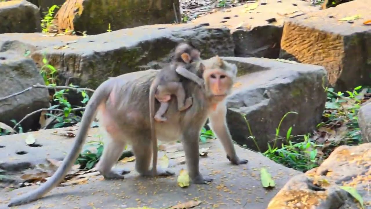 This baby monkey was disobedient to its mother's orders