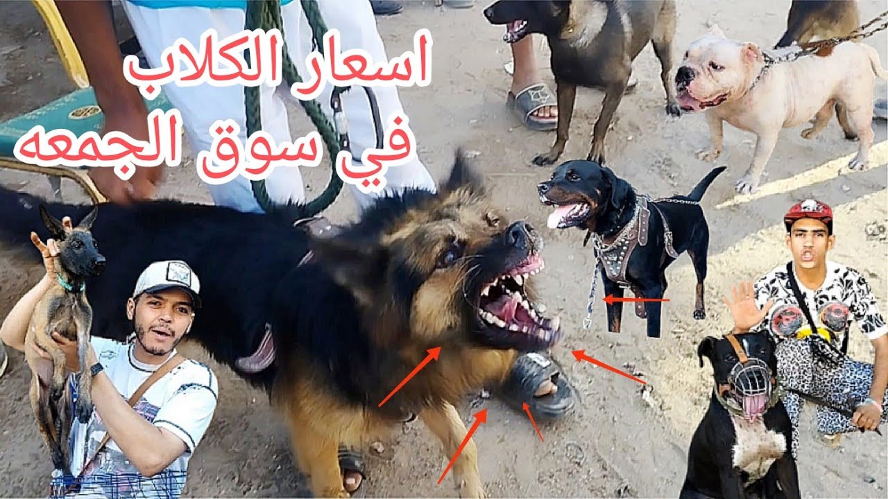 مفاجاه اسعار الكلاب في سوق الجمعه بالسيده عائشه لجميع انواع الكلاب الشرسه وجرواي في سوق الجمعه 