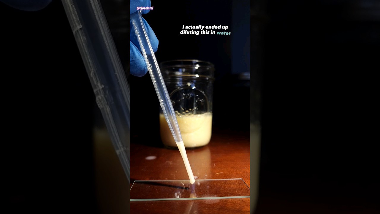 Nap&oacute;j Yakult pod mikroskopem (probiotyk)