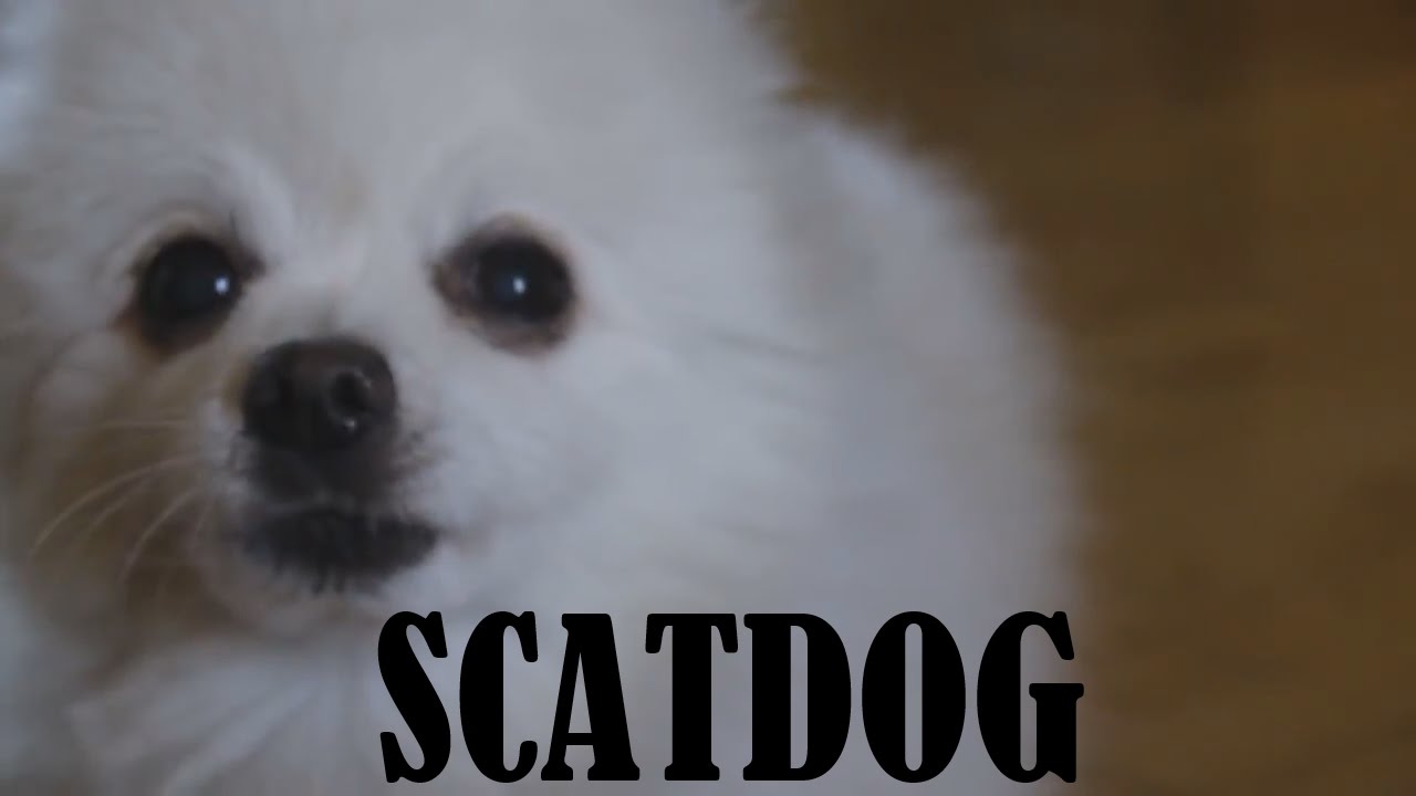Gabe the Dog - Scatdog (Scatman John - The Scatman)