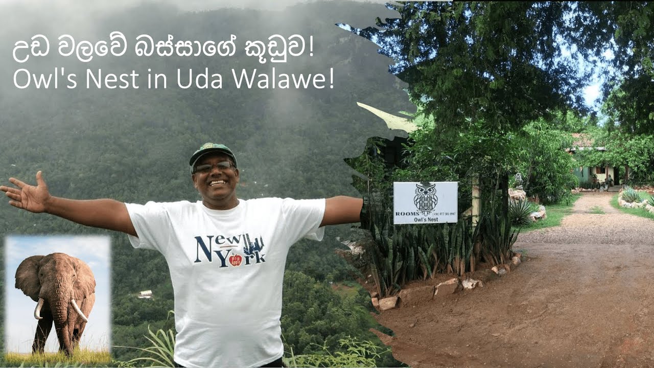 උඩ වලවේ බස්සාගේ කූඩුව! Owl's Nest in Uda Walawe!