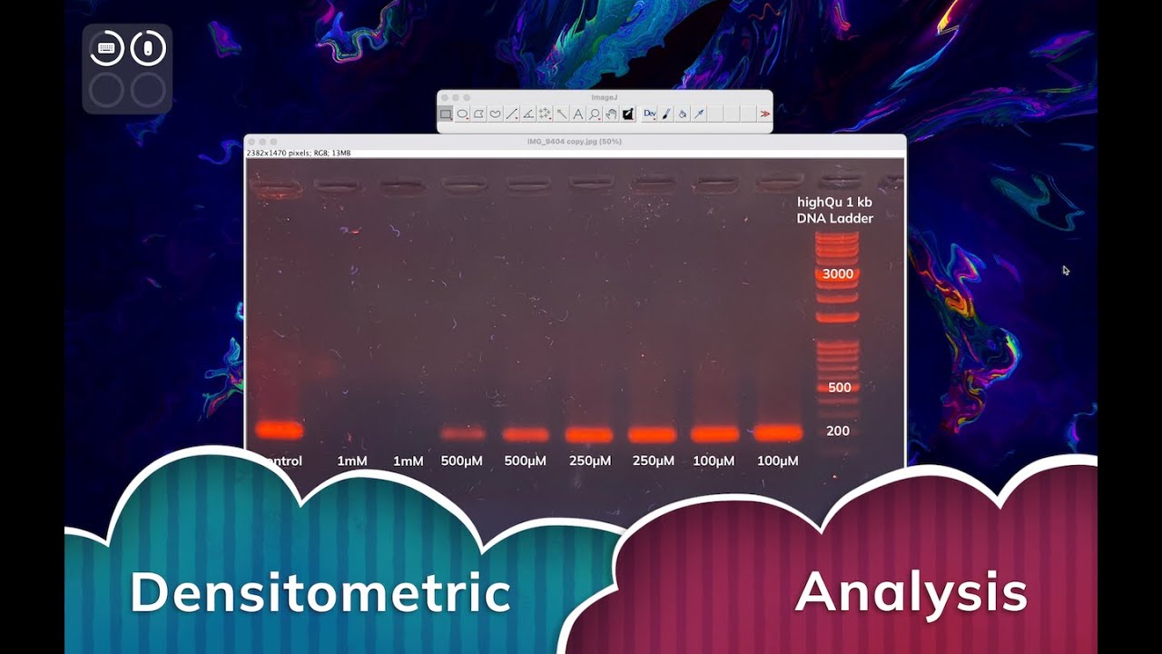 Densitometric Analysis in ImageJ: Estimate DNA Without qPCR
