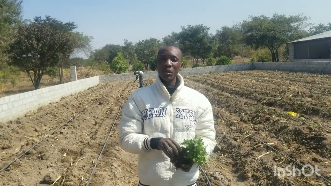 Part 1 of T49 hybrid F1 tomato 🍅 variety #trending #viralvideo #farming #automobile