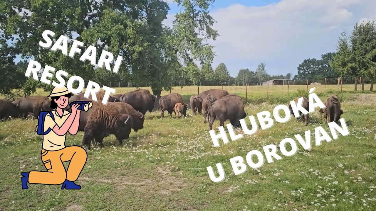 Safari Resort Hluboká: Jeleni, bizoni a divočáci