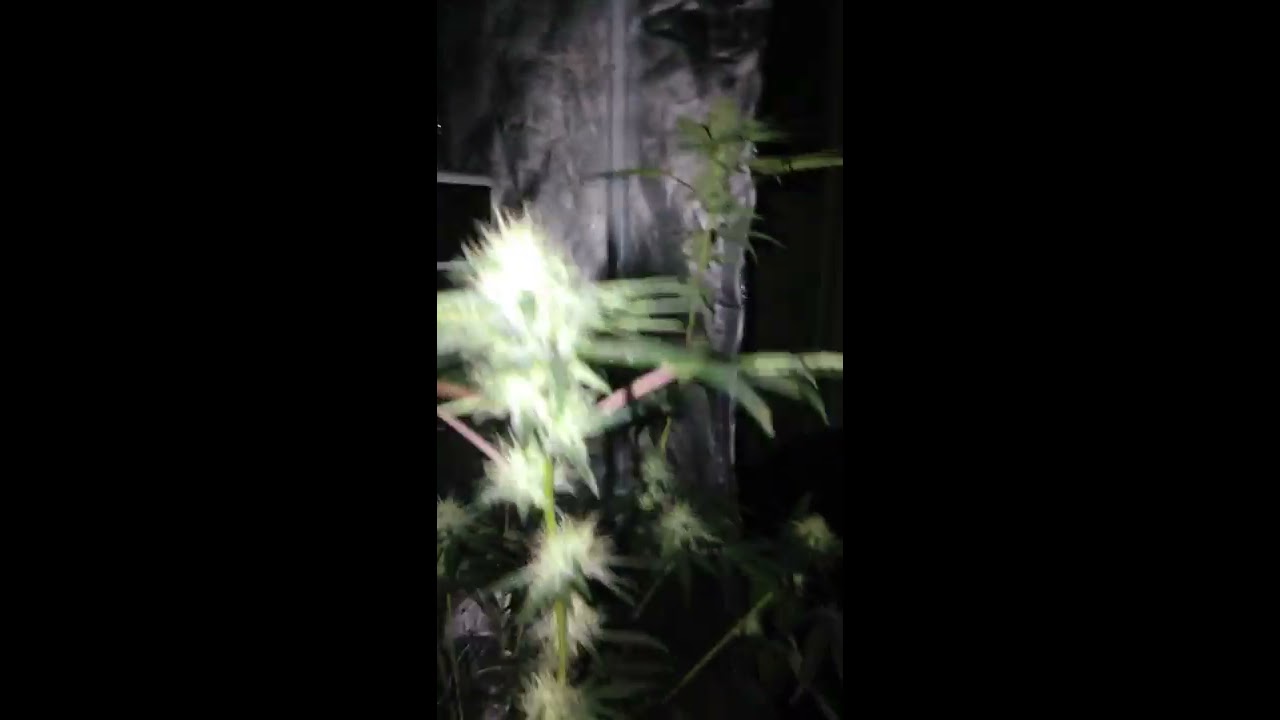 Week 4 sour apple kush (bagseed) and blue Cookie monster