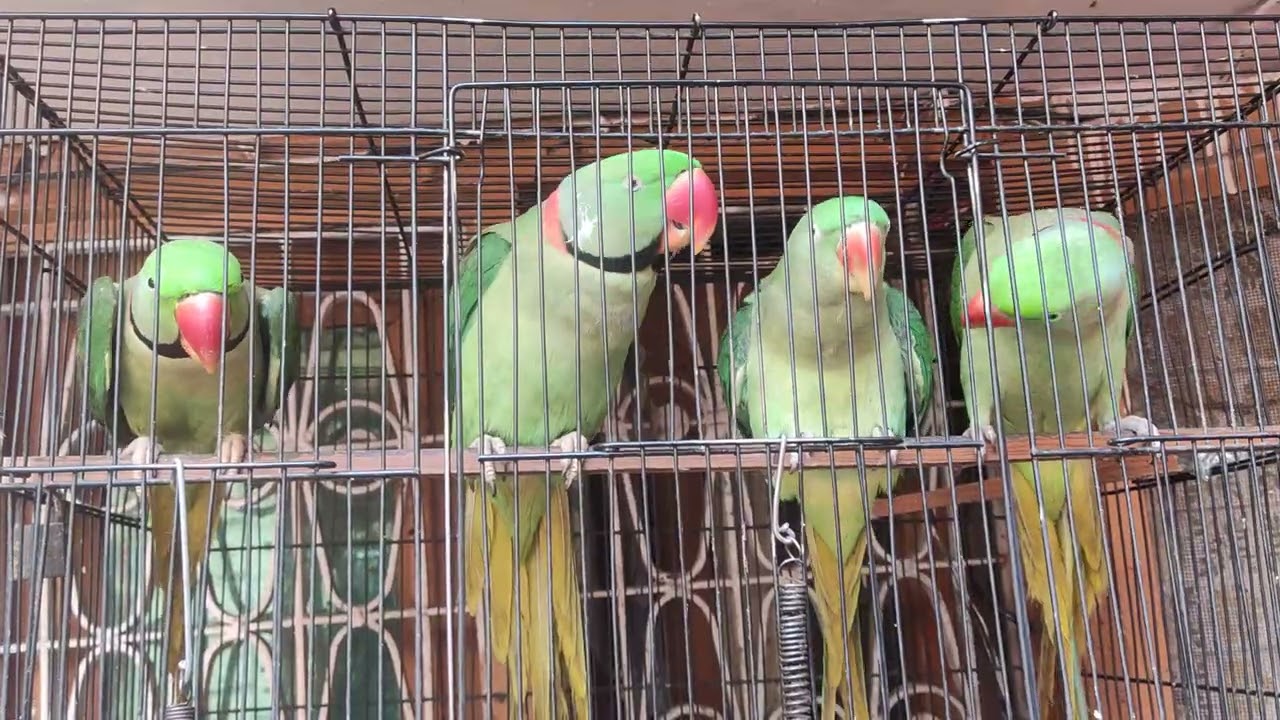Mitthu 3 male and 1 female 🥰❤️❤️