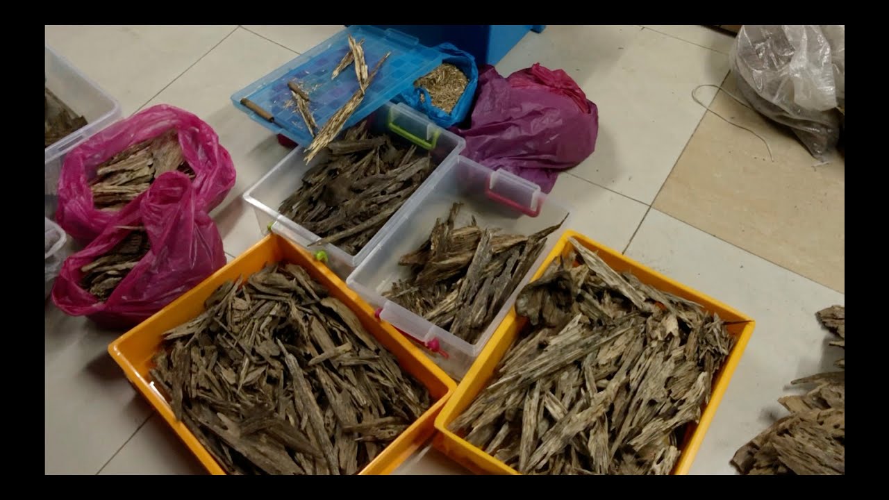 Malaysian oud oils distillation project