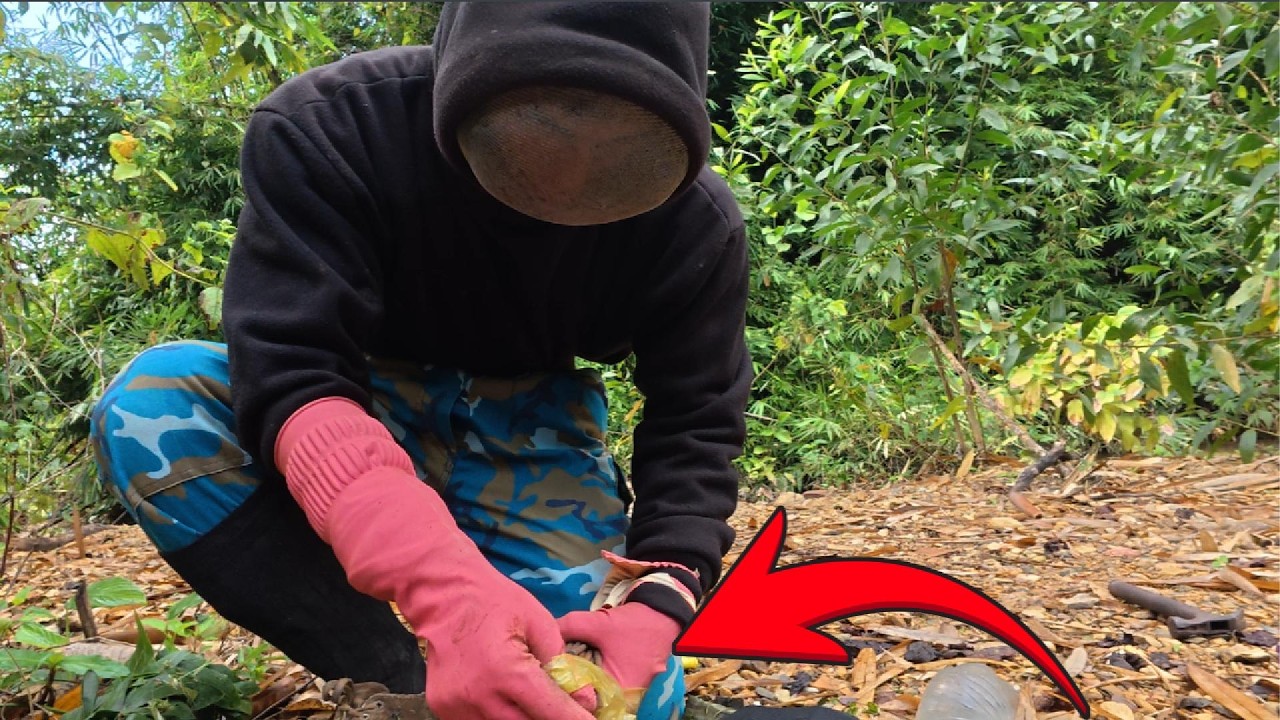 Cách Bắt Ong Mật Không Tốn Sức - Bạn Đã Thử Chưa?