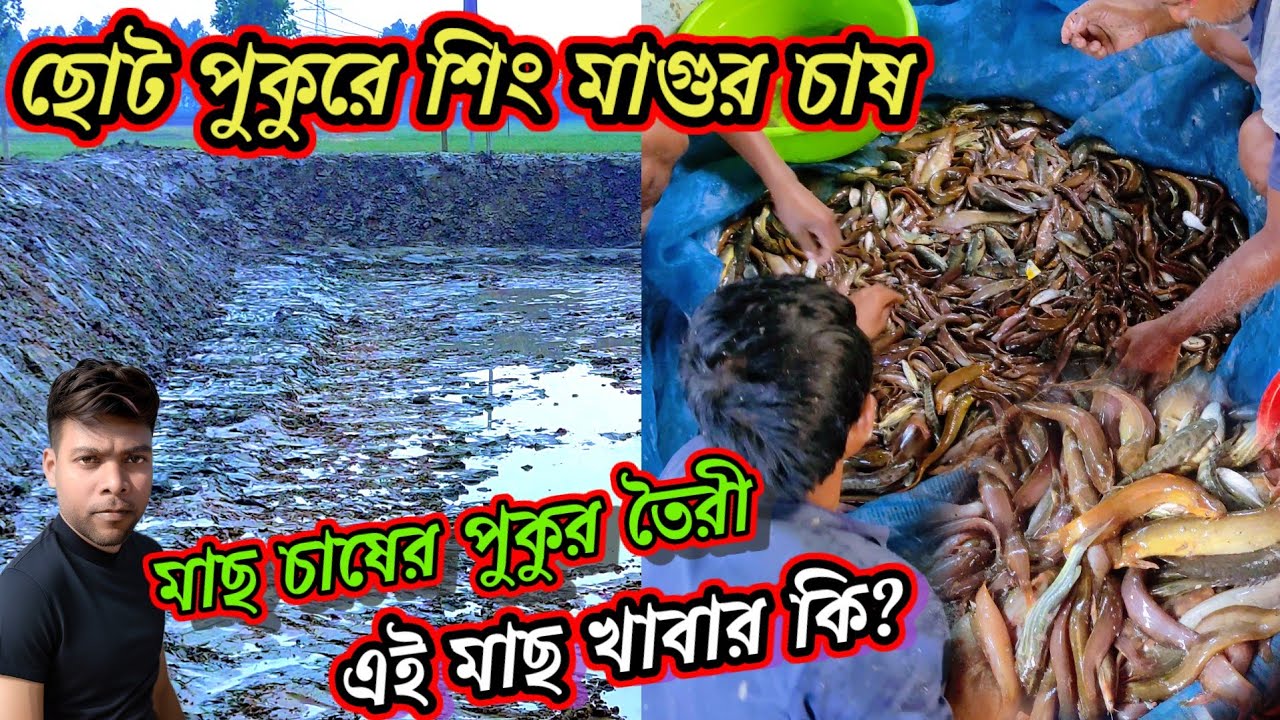 ছোট পুকুরে দেশি শিং ও মাগুর মাছের চাষ কি করে করবেন? মাছ চাষের পুকুর কেন হতে হবে? catfish farming