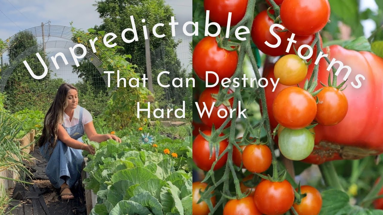 Tornado Winds Destroy My Tomatoes / Gardening Mid-Summer / Birthday Party / Grandmother's Gifting