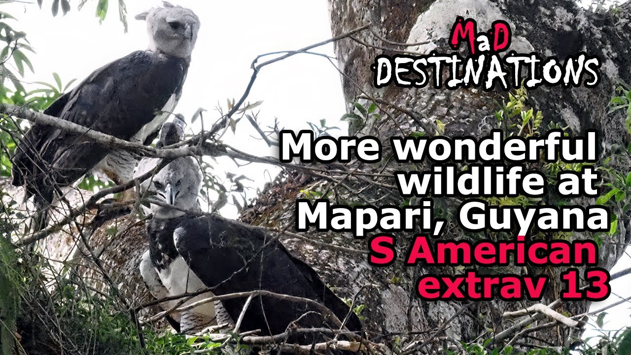 More wonderful wildlife at Mapari Wilderness Camp, Guyana: S American extrav 13